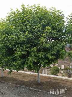 14公分紫叶稠李