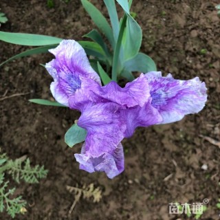 高度5厘米德国鸢尾