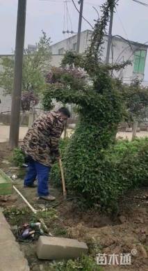 10公分造型月季