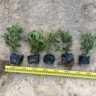 高度25厘米牡丹