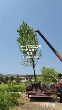 25公分美国红枫