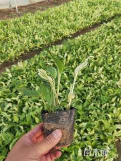 高度15厘米花叶玉簪