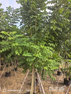 10公分火焰木