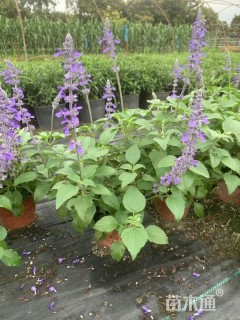 高度50厘米天蓝鼠尾草