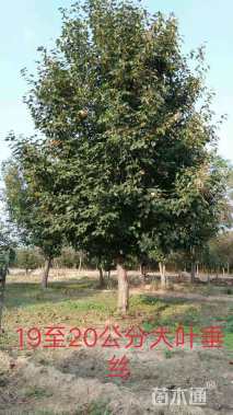 14公分八棱海棠