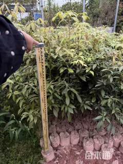 高度40厘米金丝楠木小苗
