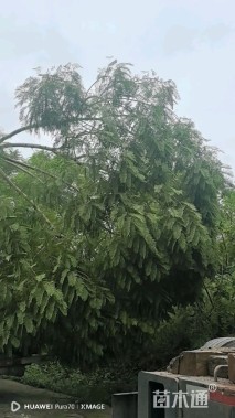 12公分蓝花楹