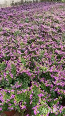 高度16厘米满天星