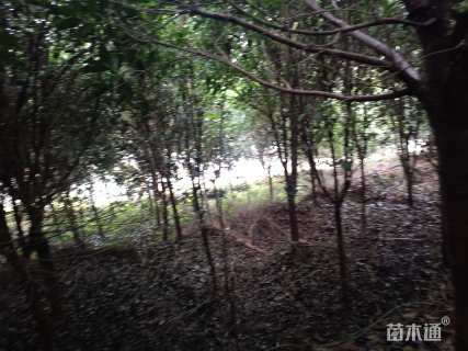 10公分桂花