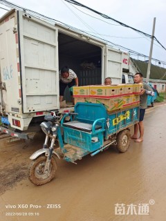 高度20厘米夏堇