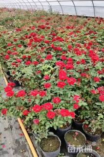 高度35厘米大花月季