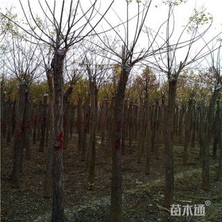 10公分金叶槐