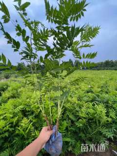 高度150厘米珍珠梅