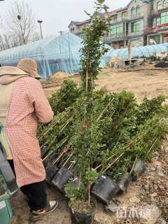 150厘米藤本月季