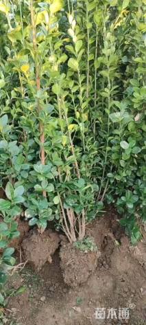 高度200厘米北海道黄杨