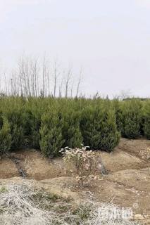 高度200厘米蜀桧
