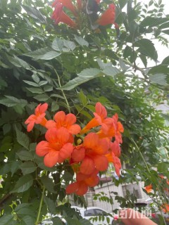 50厘米凌霄