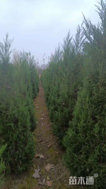 高度200厘米蜀桧