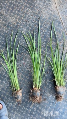 高度40厘米鸢尾