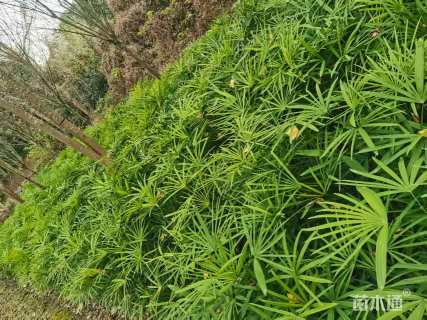 裸干高40厘米棕竹