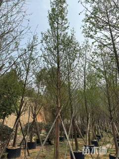 10公分水杉