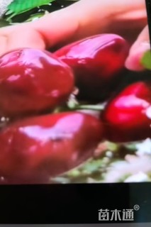高度1厘米大樱桃