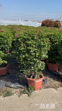 冠幅80厘米紫花勒杜鹃球