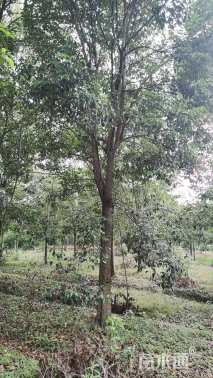 20公分高杆女贞