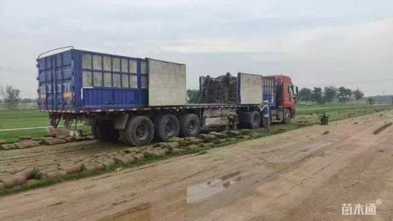 草块状马尼拉草