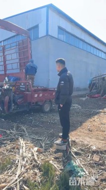 高度60厘米灯心草