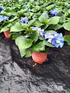 高度20厘米绣球