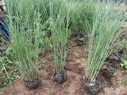 高度60厘米细叶芒