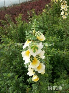 高度40厘米黄刺玫