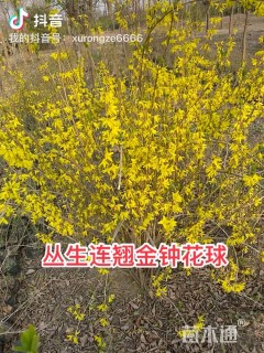 高度120厘米金钟花