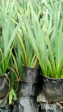 高度35厘米无尽夏绣球