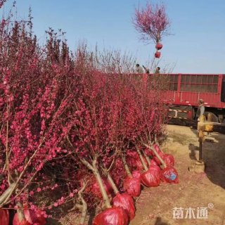 8公分照手桃