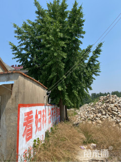50公分银杏