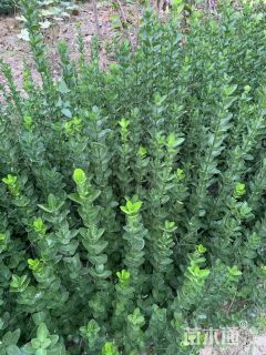 高度140厘米北海道黄杨