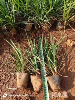 高度15厘米麦冬