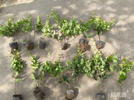 高度40厘米金森女贞