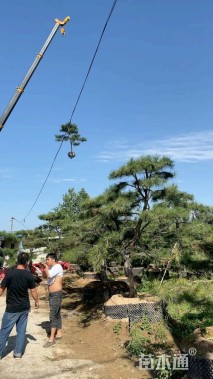 8公分造型油松