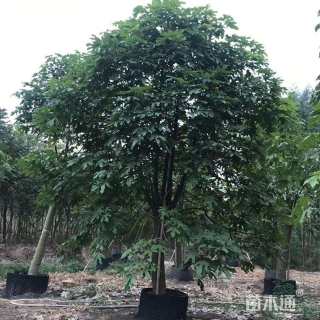 10公分澳洲火焰木