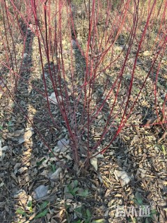 高度100厘米红瑞木