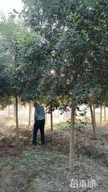 13公分大叶女贞