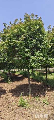 12公分红叶石楠