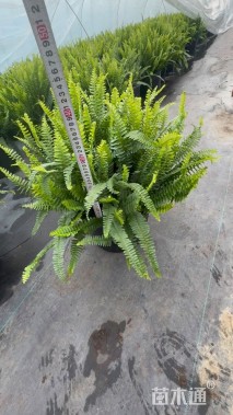 高度55厘米肾蕨