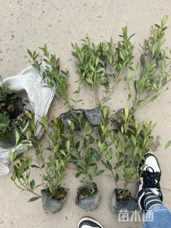高度30厘米小叶栀子小苗