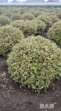 高度150厘米金边胡颓子球