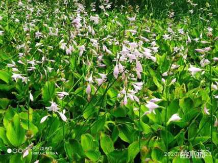 高度30厘米玉簪