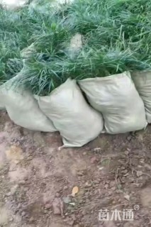 高度20厘米麦冬